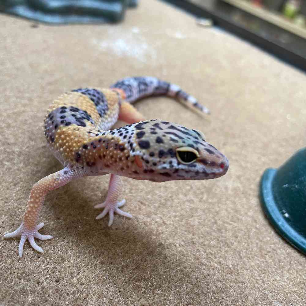 Leopard Gecko image