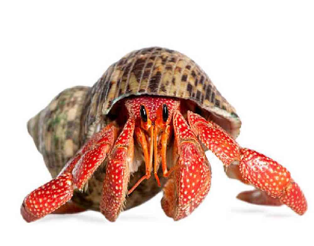 Unknown Hermit Crab Reptile for sale