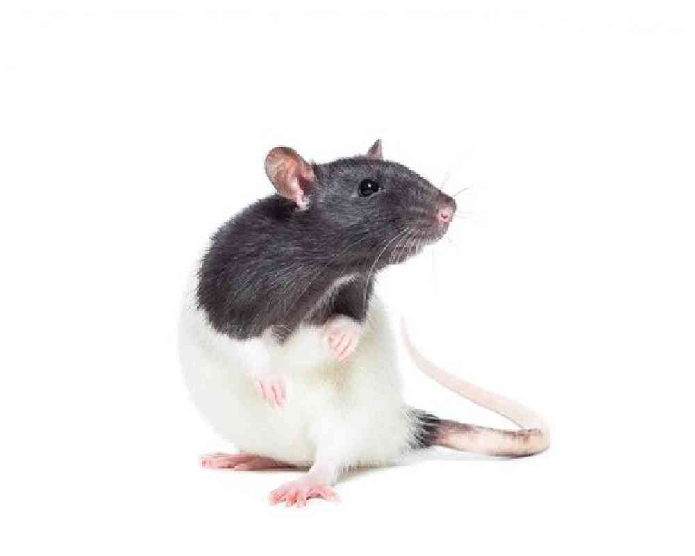 Fancy Rat image