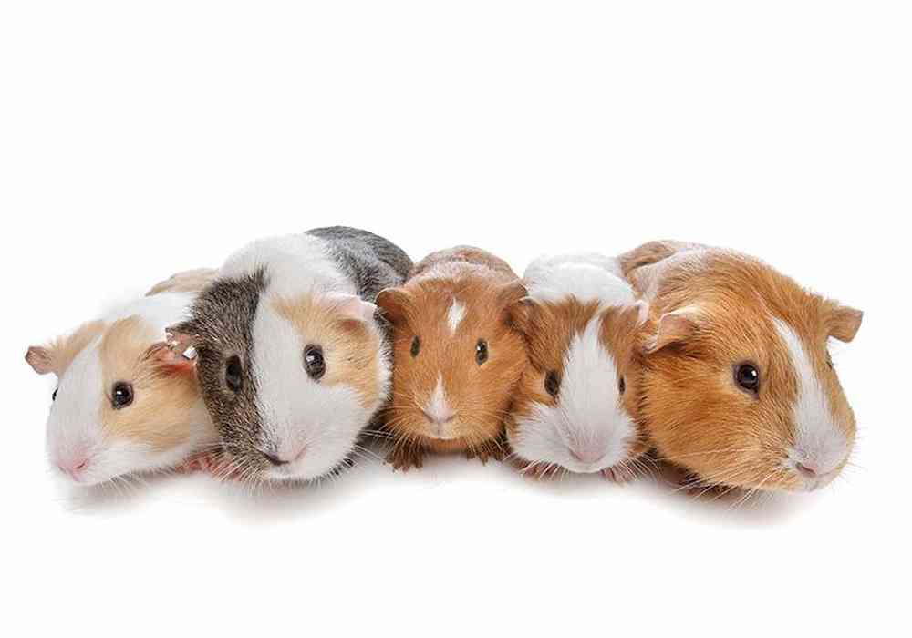 Unknown Guinea Pig Small Animal for sale
