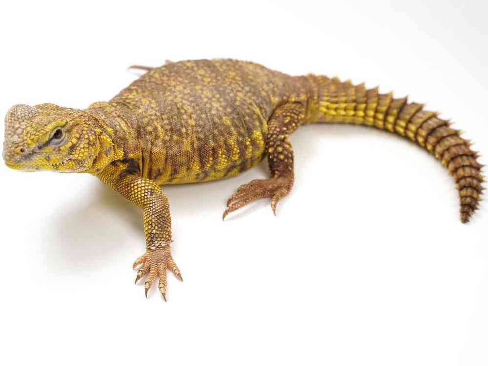 Unknown Uromastyx Reptile for sale
