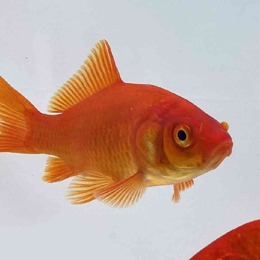 Goldfish image
