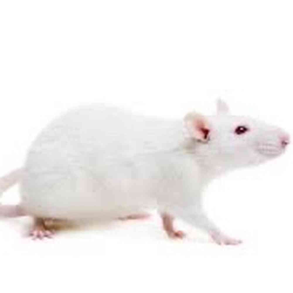 Large Feeder Rat image