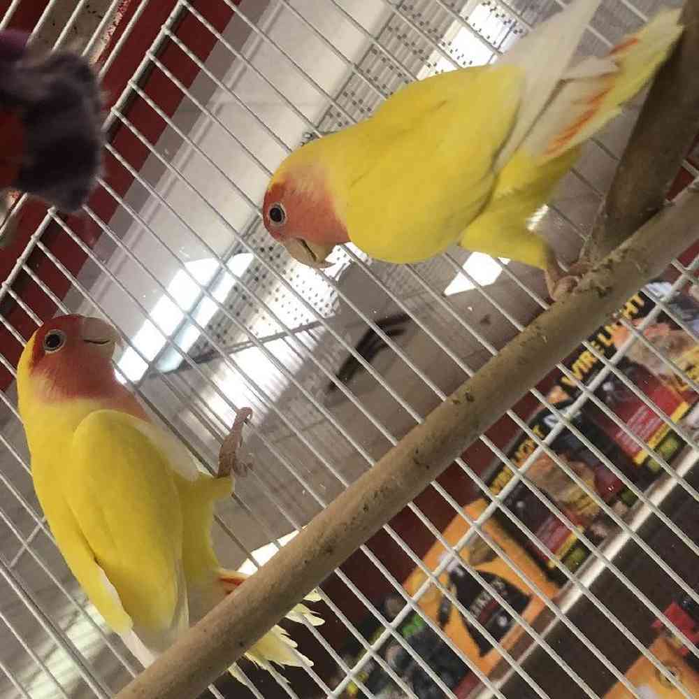 Unknown Lovebird Bird for Sale in Albany, NY