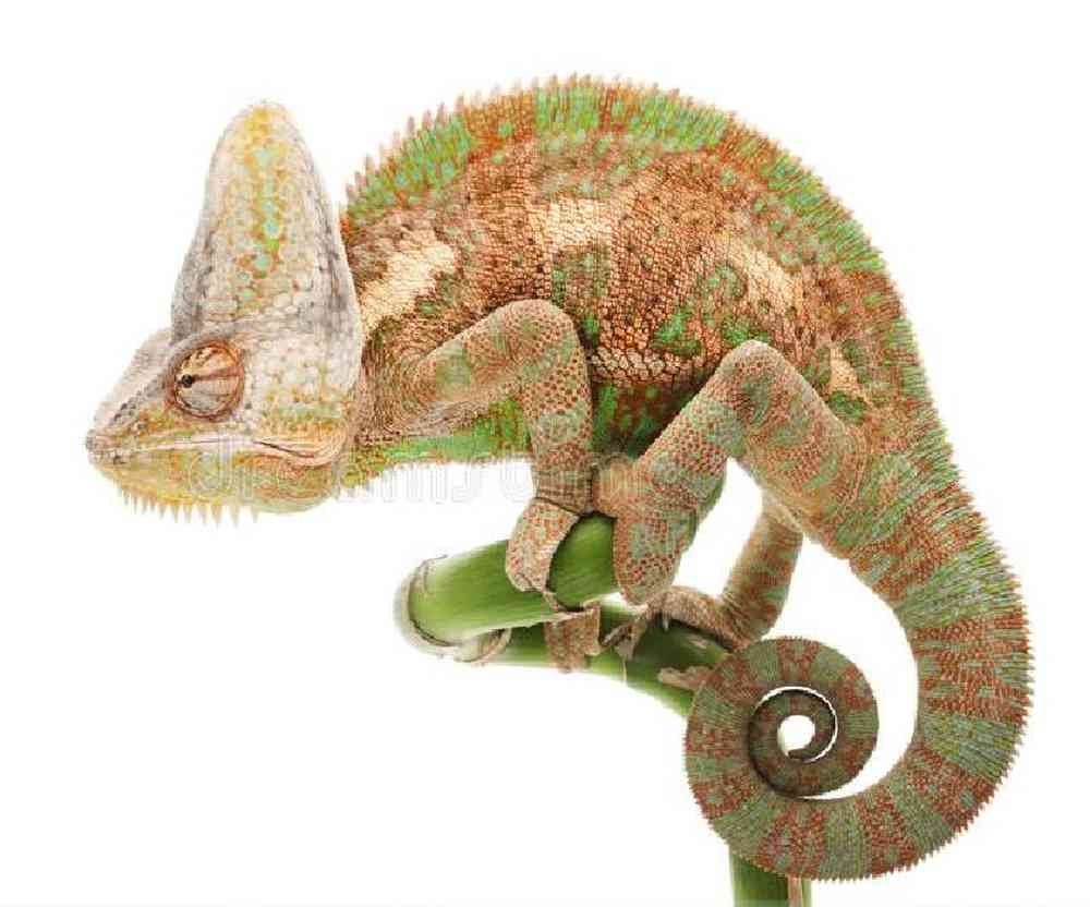Veiled Chameleon image