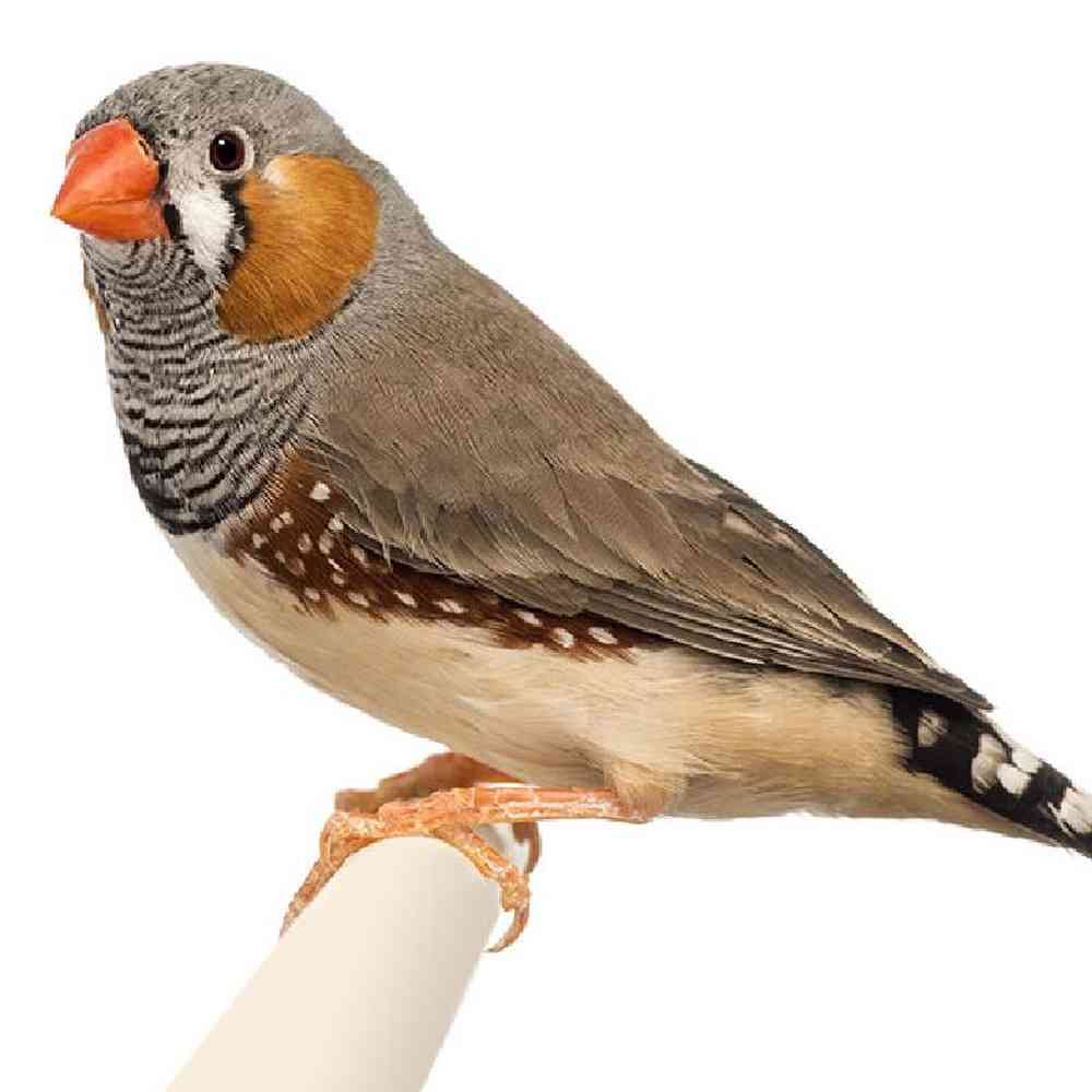 Unknown Finch Bird for sale