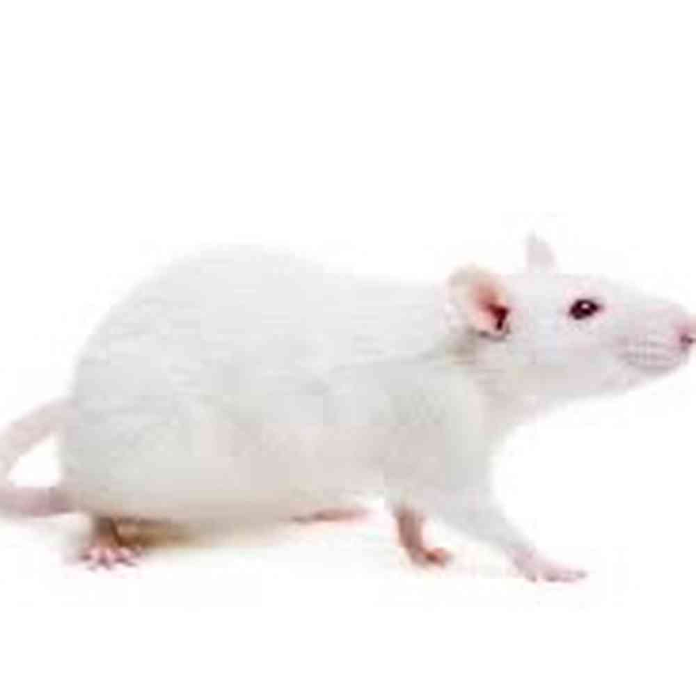 Small Feeder Rat image