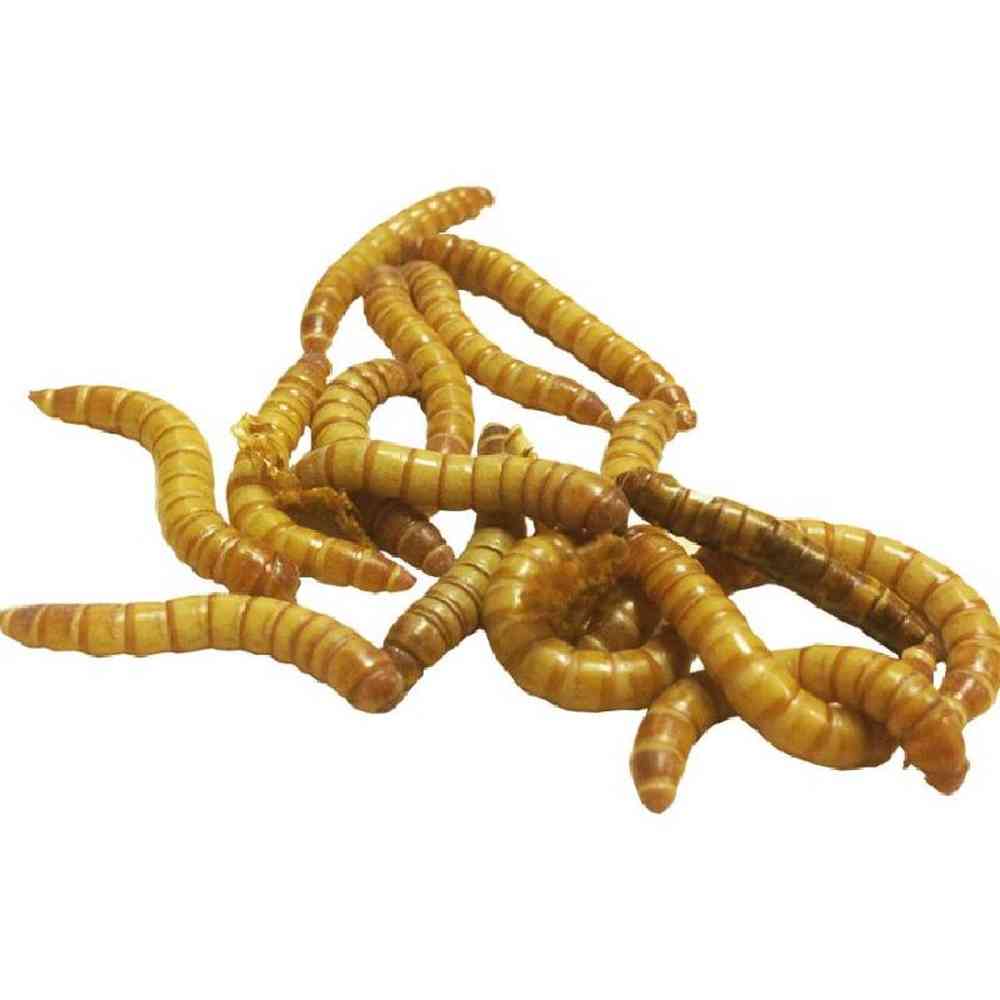 Giant Mealworm 50ct image