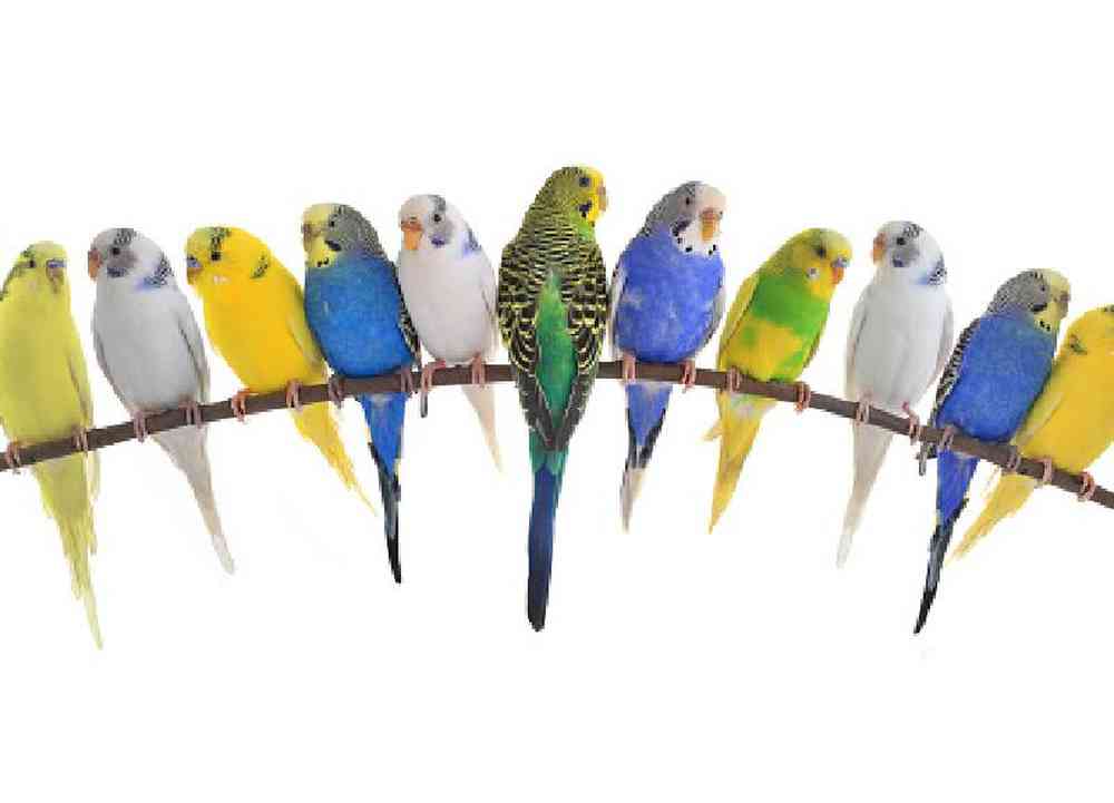 Parakeet image