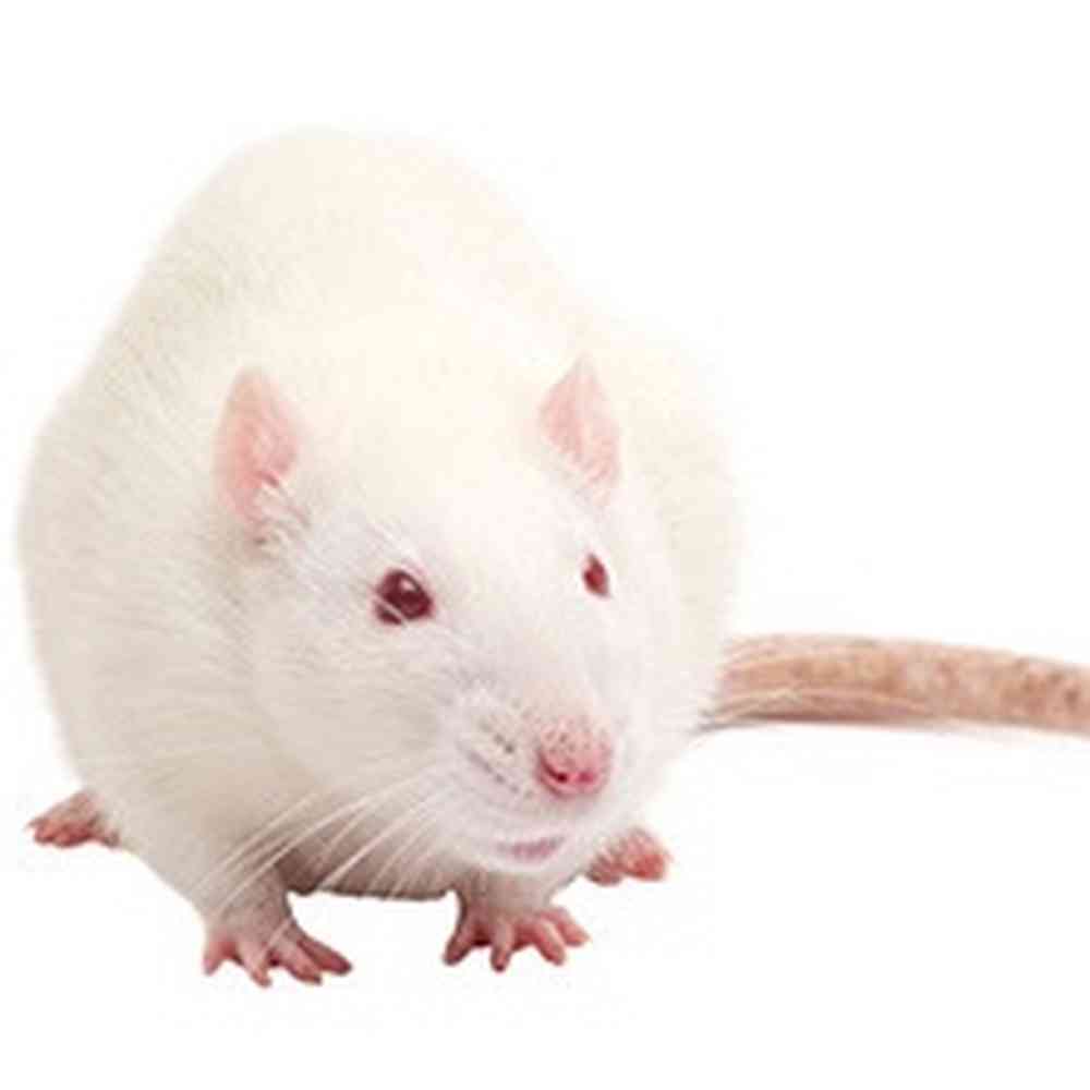 Jumbo Feeder Rat image