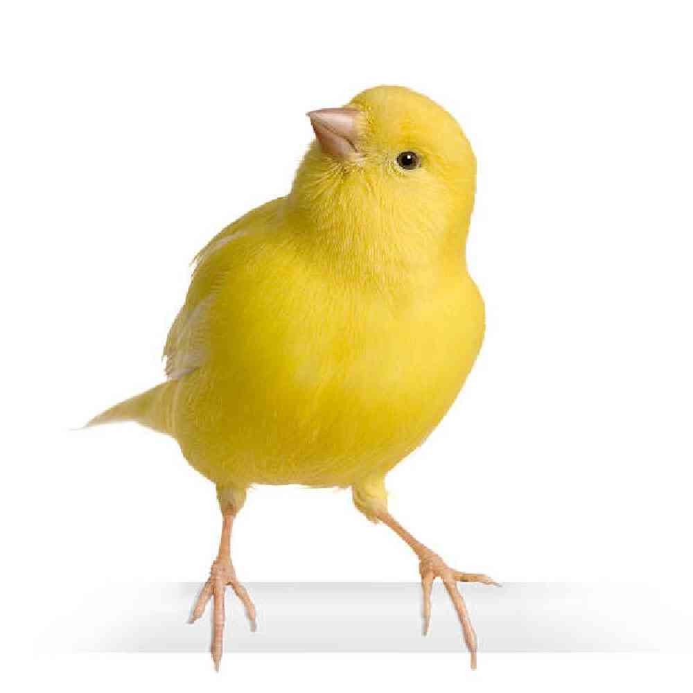 Unknown Canary Bird for sale