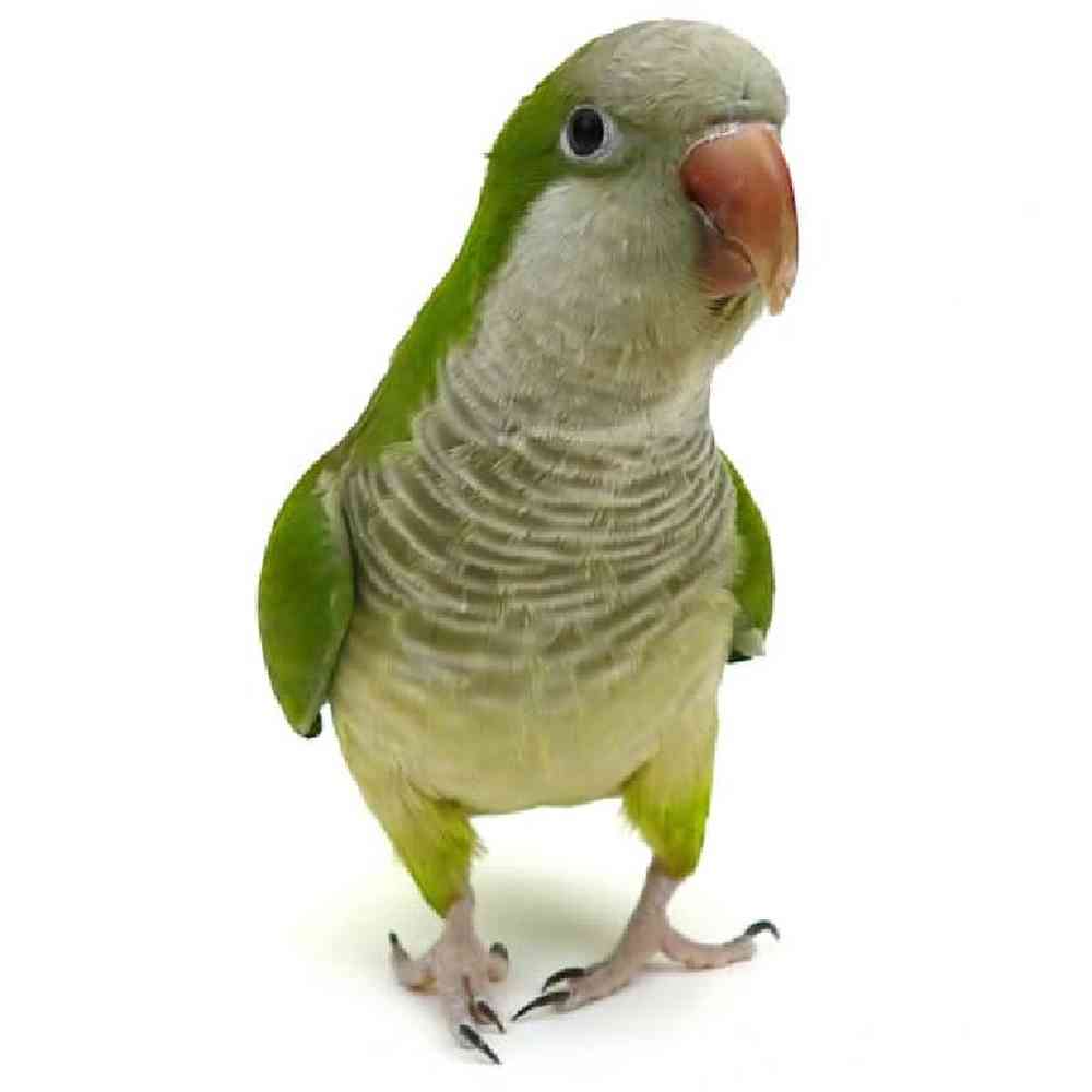 Quaker Parrot image