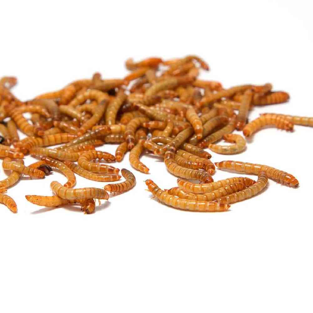 Mealworm 50ct image