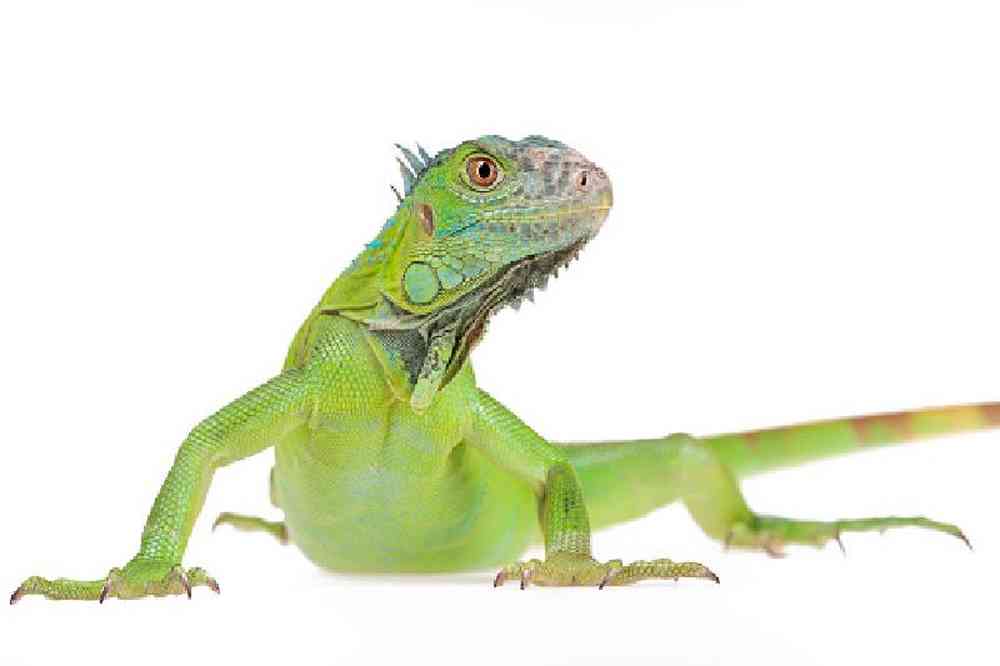 Unknown Iguana Reptile for sale