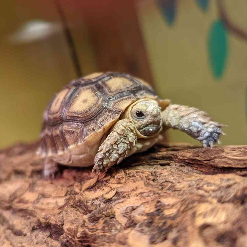 Unknown Sulcata Tortoise Reptile for sale